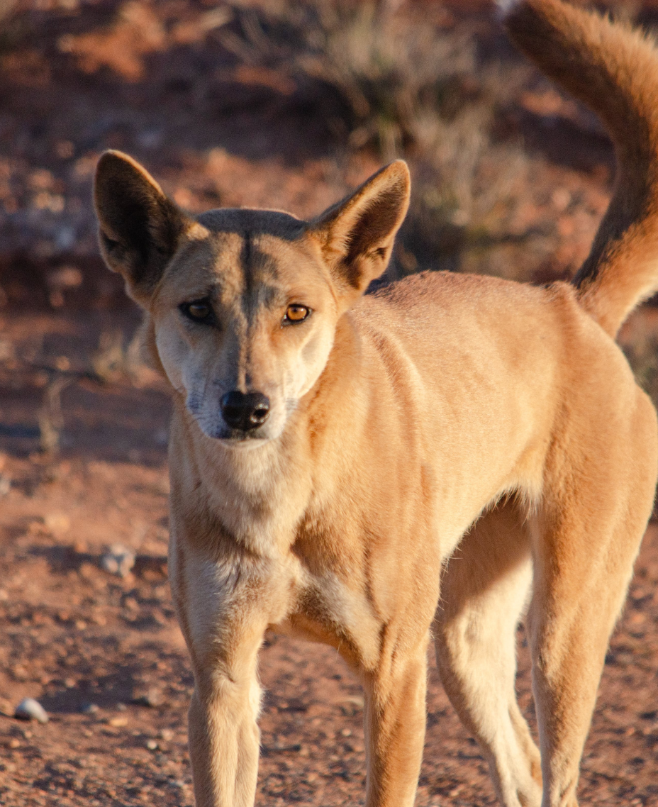 Nyinggulu Dingo Cap - Restock coming March 2025 ( Available as a part of our Feb Fundraiser as a prize ! )