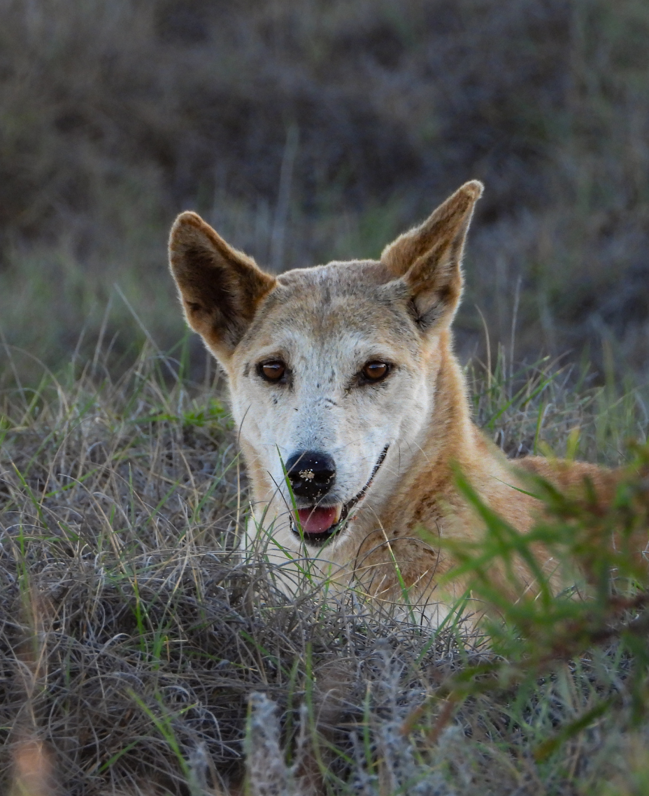 Nyinggulu Dingo Cap - Restock coming March 2025 ( Available as a part of our Feb Fundraiser as a prize ! )