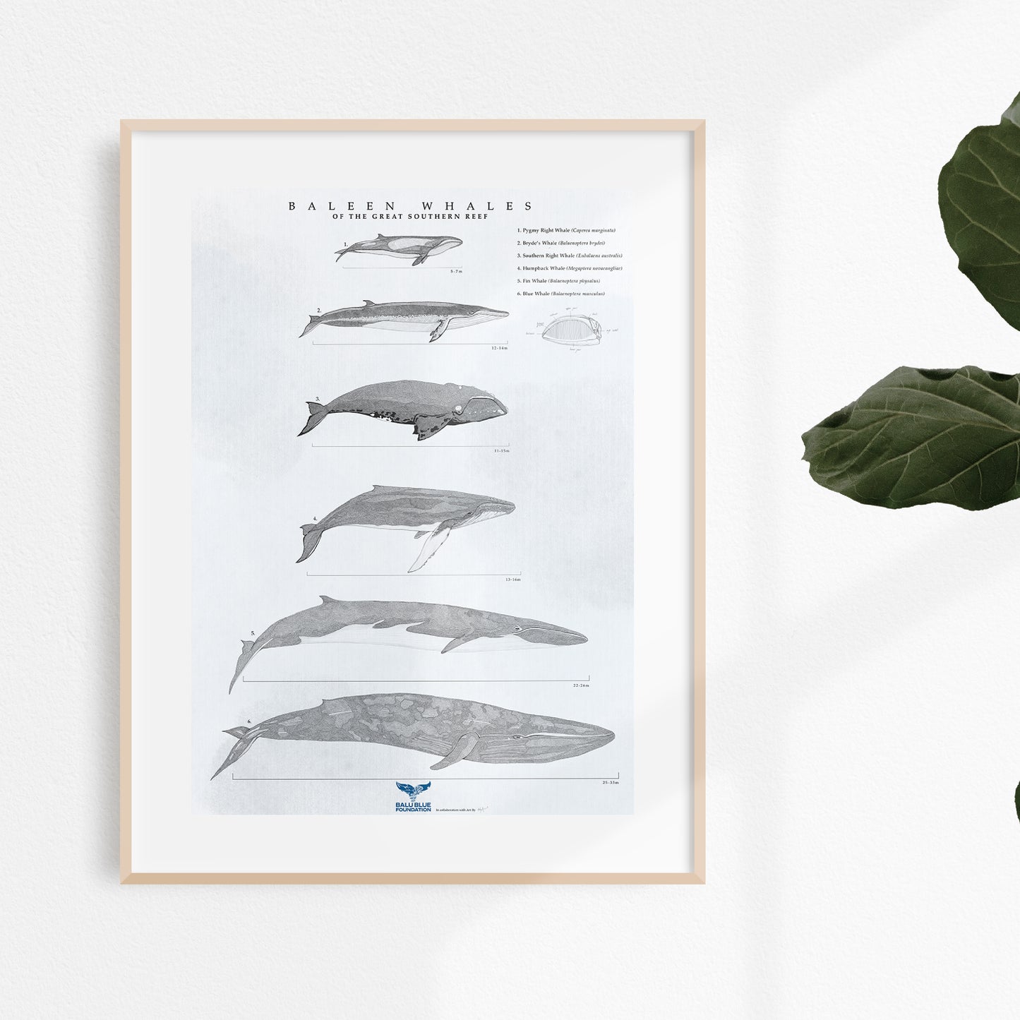 Free Baleen Whales Poster