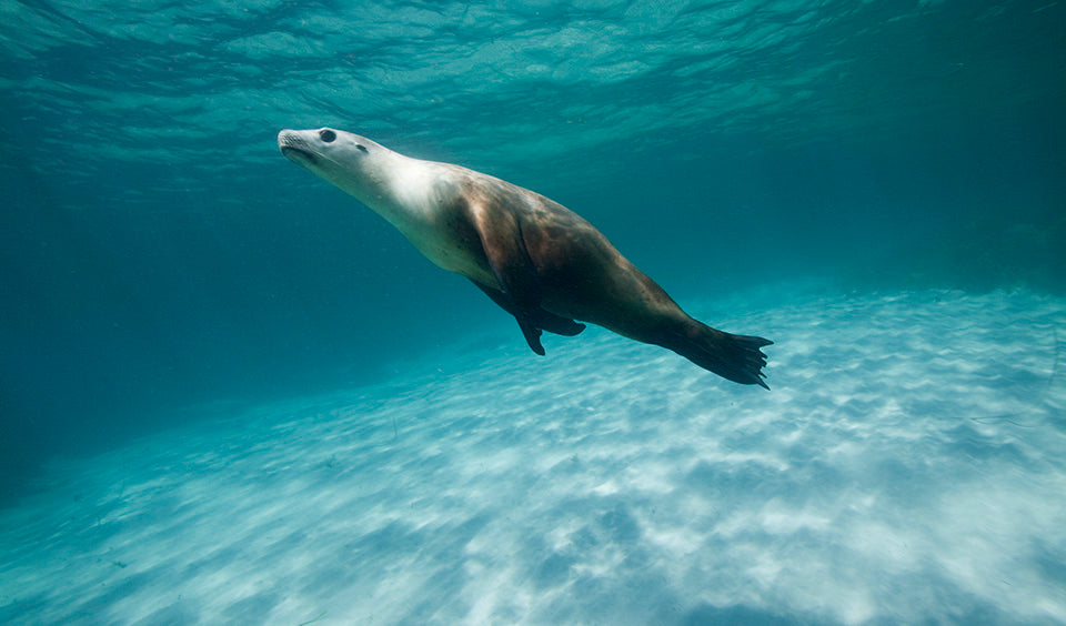 Australian Sea Lion
